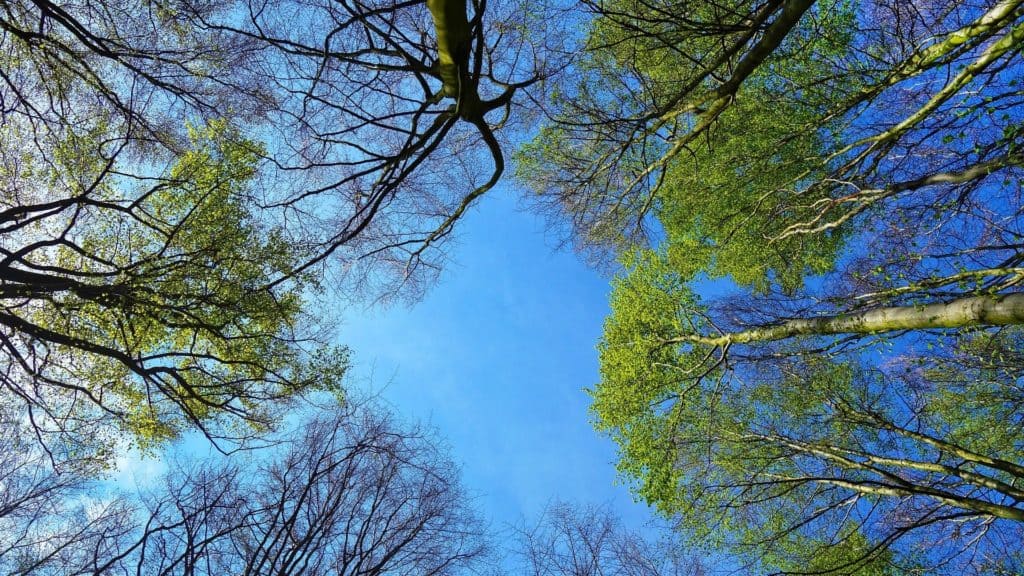 Looking up at blue sky through trees