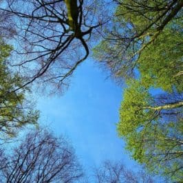 Looking up at blue sky through trees