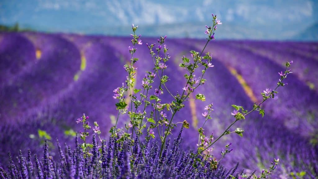 Lavender field stretching to the horizon
