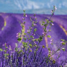 Lavender field stretching to the horizon