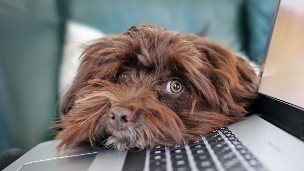 Brown dog leaning his head on a laptop keyboard, looking at the camera.