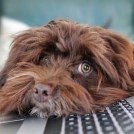 Brown dog leaning his head on a laptop keyboard, looking at the camera.