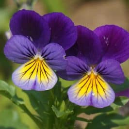 Two purple-and-yellow pansies.