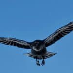 Black raven in flight against a blue sky
