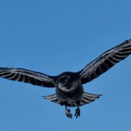 Black raven in flight against a blue sky
