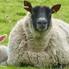 A ewe sitting down on grass with her lamb next to her