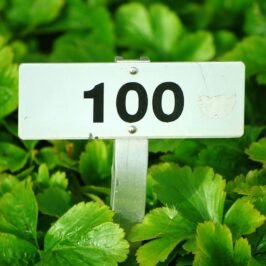White sign with black text '100' amid a bed of strawberry leaves.